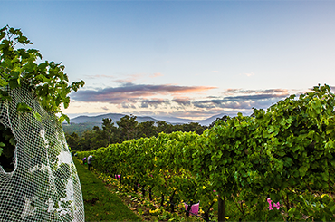 Paynes Rise Vineyard